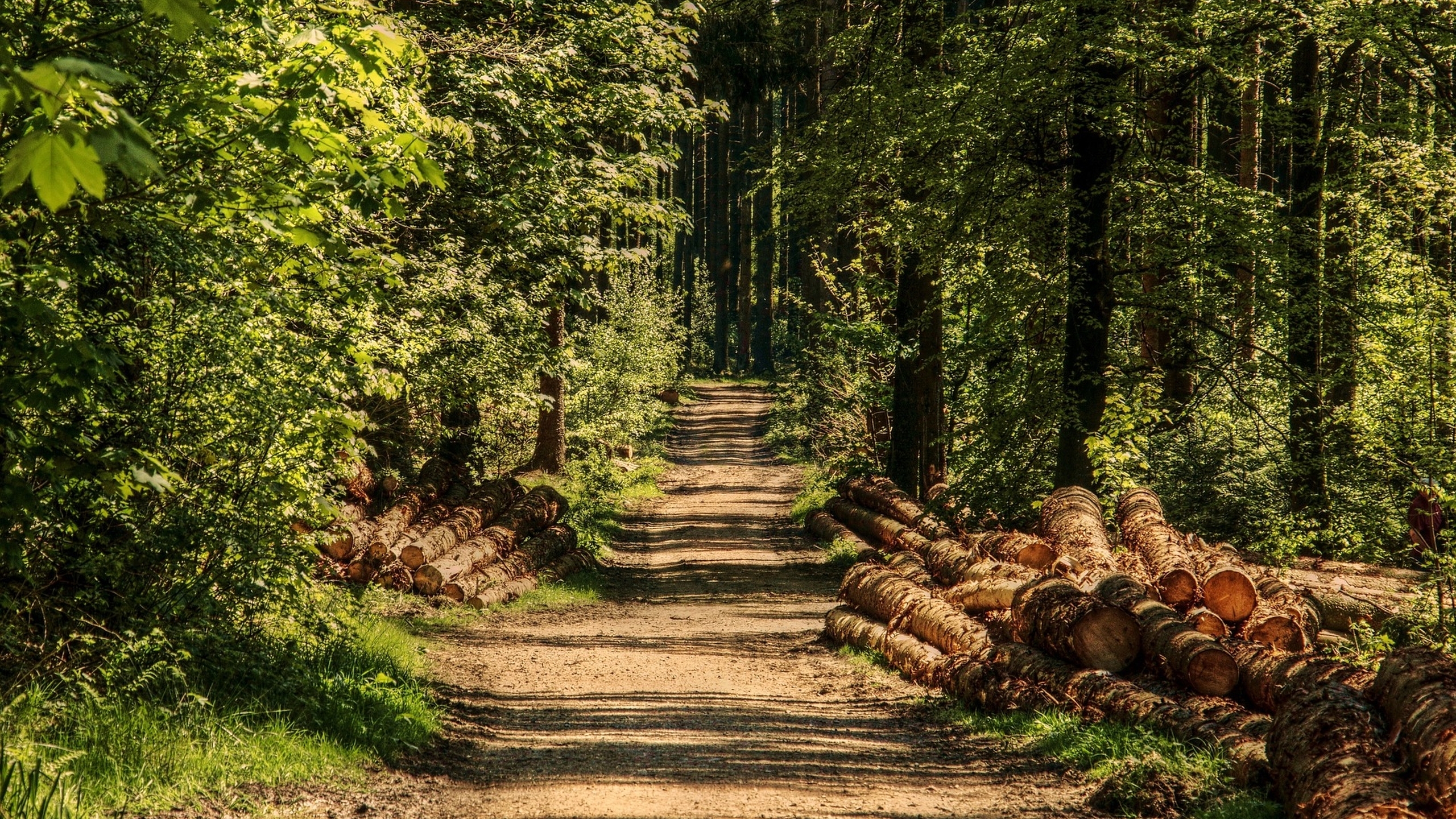 Bomen en natuur. Spelen in het groen heeft voor kinderen een positieve uitwerking. - Jantje Beton