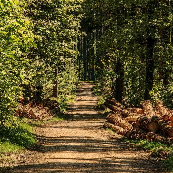 Bomen en natuur. Spelen in het groen heeft voor kinderen een positieve uitwerking. - Jantje Beton